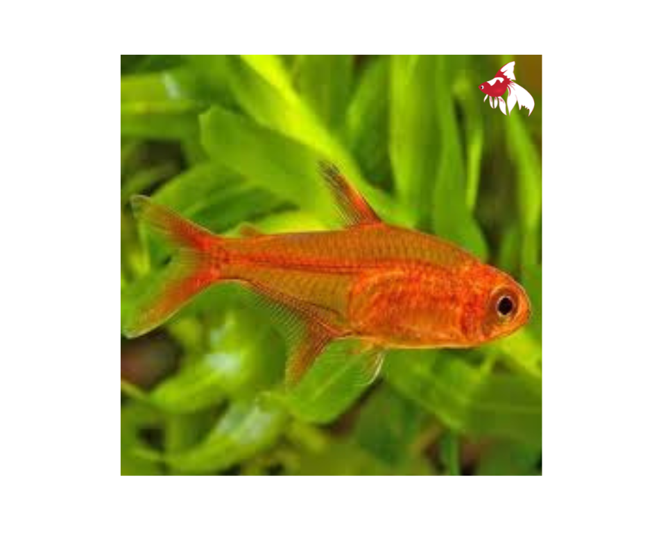 Ember Tetra (Import) Bulk 100+ M 2-3 (Nice!)