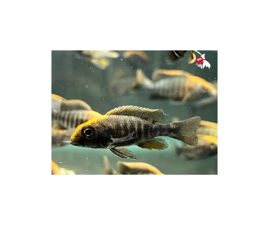 Maylandi Sulphur Crest Peacock (Import) M-5