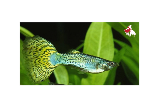 Green Cobra Guppy - Male M-4
