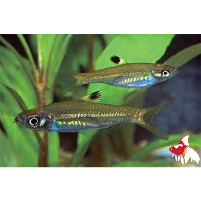 Green Eye Rasbora (Import) M-2.5
