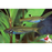 Green Eye Rasbora (Import) M-2.5