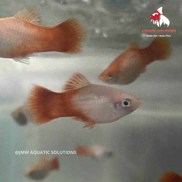 Assorted HiFin Platy (Local) M-4
