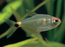 Lampeye Tetra - Redeye (Local) XL 5-6 (Show!)