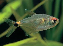 Head & Tail Light Tetra (Local) L 4-5
