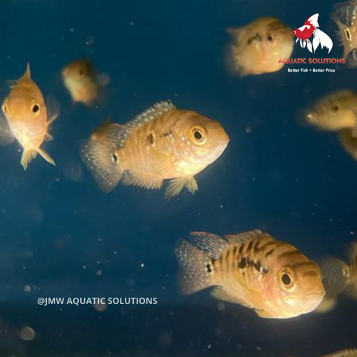 Jack Dempsey (Local) S-4 ONLINE SPECIAL EXCLUSIVE!