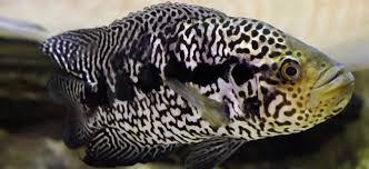 Jaguar Cichlid (Local) S-4