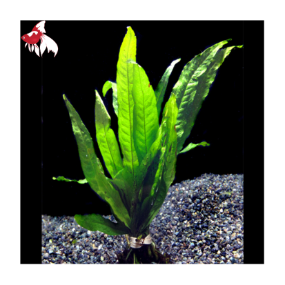 Java Fern - Indo (Local) Piece L 25cm