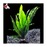 Java Fern - Indo (Local) Piece XL 40cm (Show!)