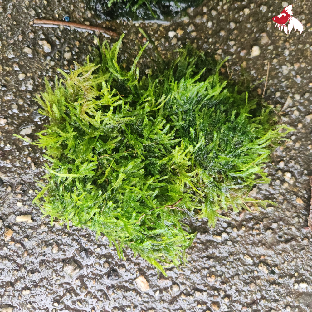 Java Moss (Local) Golf Ball