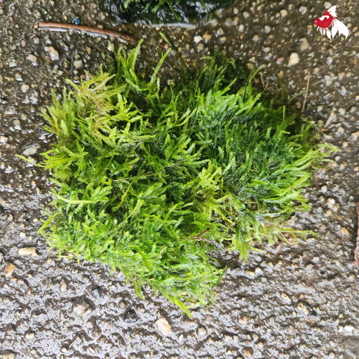 Java Moss (Local) Golf Ball