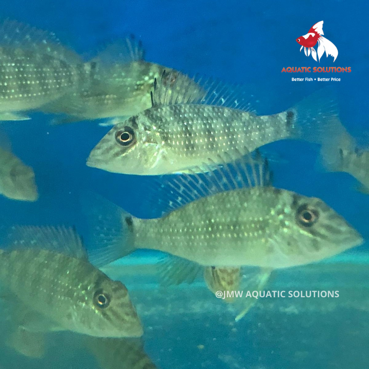 Geo. leucosticta (Green Horse Face) (Local) ML-6