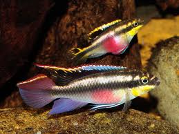 Kribensis (Local) - Male only XXL-9 (Show!)