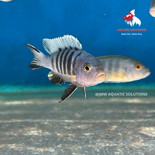 Kingsizei - pulpican (Local) Bulk +30 S-4
