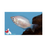 Thick Lipped Gourami (Import) M-5 (Nice!)