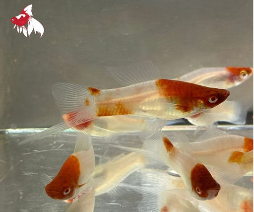 Kohaku (Red & White) Swordtail M-5 (Nice!)