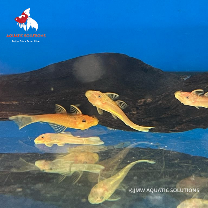 Plecostomus L144 - Blue Eyed Lemon (Local) S-2.5