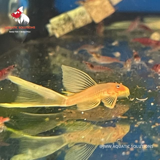 Plecostomus L144 - Blue Eyed Lemon Longfin (Local) M-4