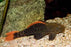 Plecostomus - Ps. leopardus - Cactus L600 (Local) (Rare!) M-5