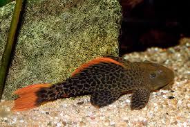 Plecostomus - Ps. leopardus - Cactus L600 (Local) (Rare!) Bulk x5 M-5