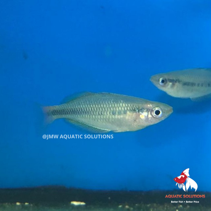 Lake Tebera Rainbow (Local) ML-6