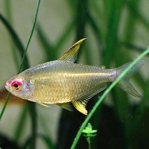 Lemon Tetra (Local) ML-3.5 (Limited Numbers!)