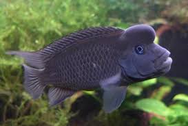 Lionhead Cichlid - Blockhead (Local) M-5 (Limited Numbers!)