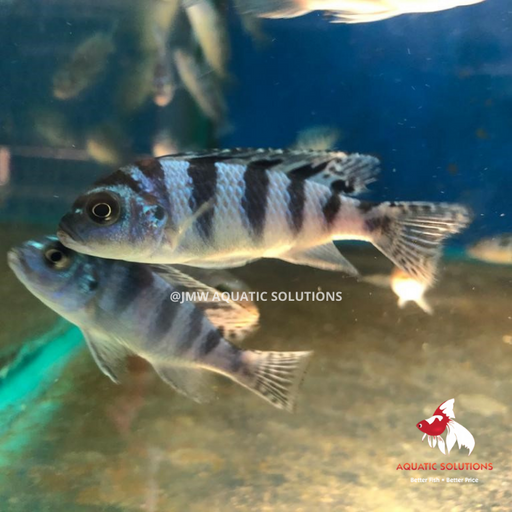 Ps. lombardoi (Local) M-5 (Limited Numbers!)