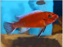 Lab. trewavasae Chilumba - Red (Local) (Rare!) XL-10 (Show!)