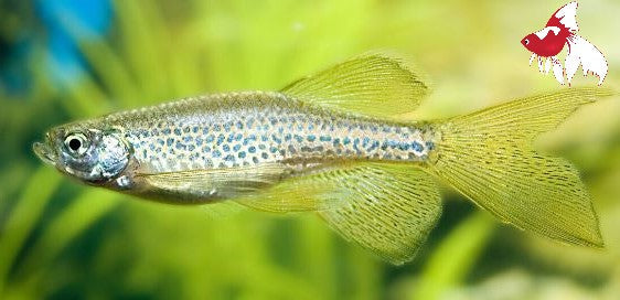 Leopard Danio - Longfin (Local) L 4-5 (Nice!)