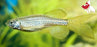 Leopard Danio - Longfin (Local) L 4-5 (Nice!)
