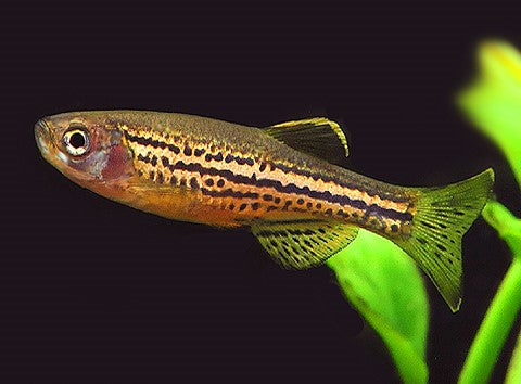 Leopard Danio (Local) Bulk 100+ M-3