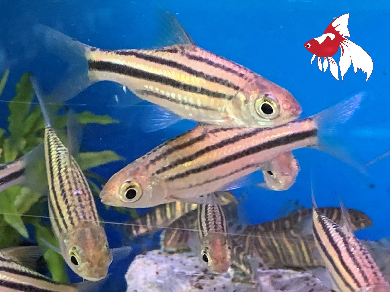 Lined Barb L 6-7 (Nice!)