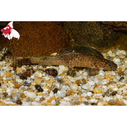 Lizard Fish ML-6