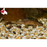 Lizard Fish ML-6