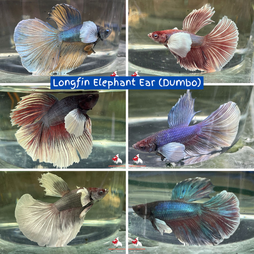 Elephant Ear L/F (Dumbo) Lavender (LLFEE) M-5