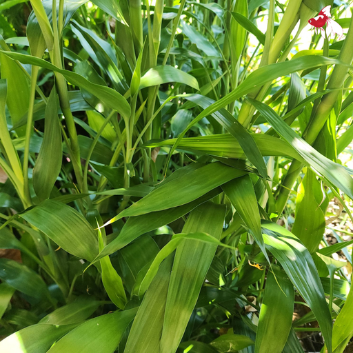 Lucky Bamboo (Local) Stem 30-40 cm