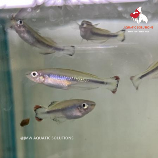 Madagascar Rainbow L 5-6