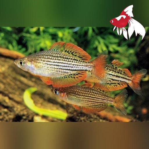 Maccullochi Rainbow XL-7.5 (Show!) (1 ONLY!)