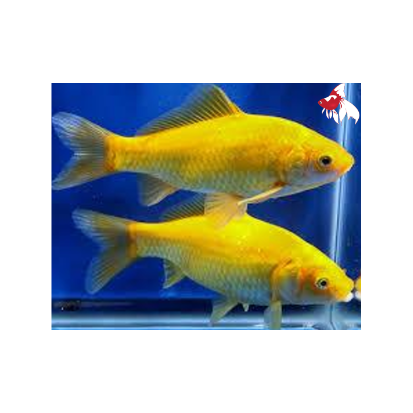 Comet - Marigold (Local) M-7