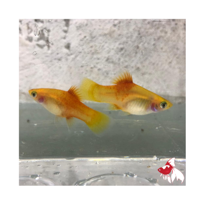 Marigold Platy (Local) ML-4.5