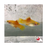 Marigold Platy (Local) M-3.5