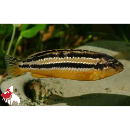Mel. auratus (Import) M-5