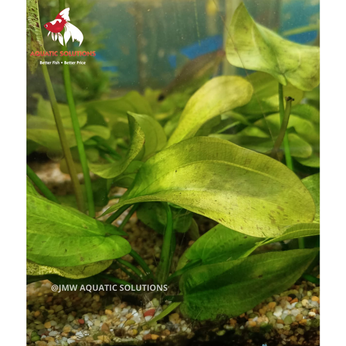 Sword - Melon (Local) Piece M 20-30cm