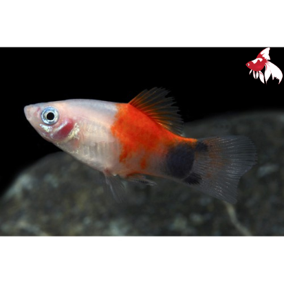 Mickey Mouse Platy - Red Top (Local) ML-4.5