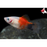 Mickey Mouse Platy - Red Top (Local) ML-4.5