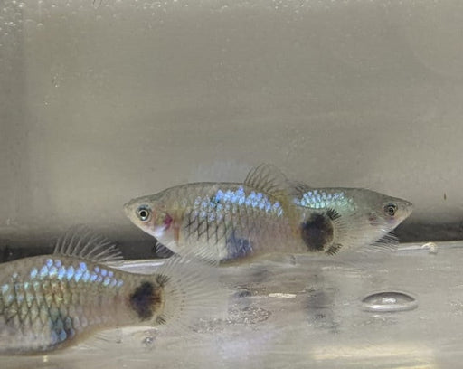 Mickey Mouse Platy - Neon Blue (Local) L-5.5