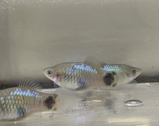 Mickey Mouse Platy - Neon Blue (Local) M-3.5