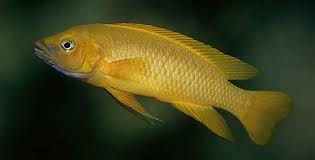 Neo. leleupi - Yellow (Local) ML-5 (Nice!) (Limited Numbers!)