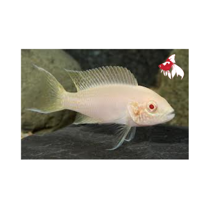 Neo. brichardi - Albino (Import) L-5.5