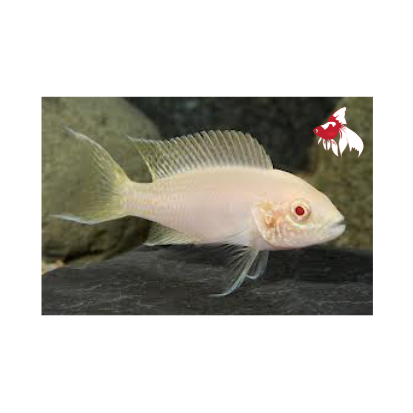 Neo. brichardi - Albino (Import) M-3.5 (1 ONLY!) ONLINE SPECIAL EXCLUSIVE!